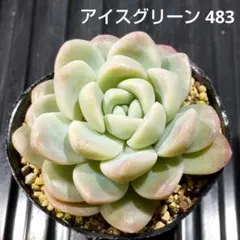 アイスグリーン 483 エケベリア 多肉植物 抜き苗