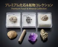 2026年最新】化石セブンの人気アイテム - メルカリ