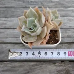 midoko様 リクエスト 2点 まとめ商品