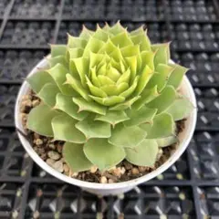 ゴールドナゲット　カット苗 楽天市場】センペルビブム 'ゴールド ナゲット'(PVP) : おぎはら植物園