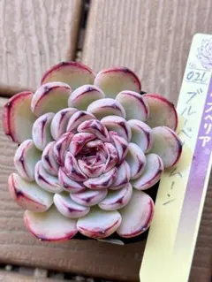 ミックスベリア ブルーベリームーン 多肉植物 抜き苗 おらいさん