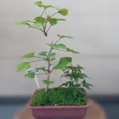 2026年最新】鉢植え発送の人気アイテム - メルカリ