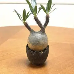 2025年最新】グラキリス 現地球の人気アイテム - メルカリ