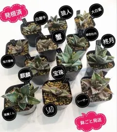 A-73 アガベ チタノタ 柊月 鉢ごと メルカリ便発送 アガベ チタノタ 柊月 - メルカリ