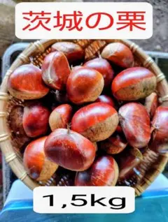 茨城県産栗 生栗 筑波 1.5キロ - メルカリ