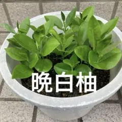 パンダガジュマル 挿し木発根済 匿名配送 - メルカリ