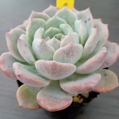 ピーマン様 リクエスト ３点 まとめ商品