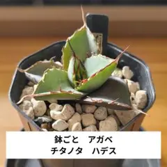 アガベ　ハイブリッド　處女座　活着株鉢ごと発送　タグ付き　メルカリ便 匿名配送】活着済 アガベ チタノタ 金蟾 キンセン TC ぶつぶつ