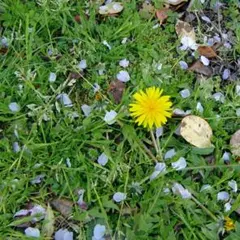 ❀ゆかりん様専用ページ❀