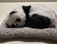 Item thumbnail for item e66f88af-ee10-4b09-afb2-406334c7d32a