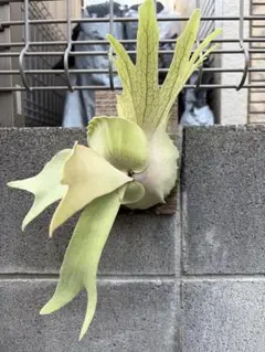 willinckii 獅子座 Leonids 前葉体 大量 晴花鹿苑由来 - メルカリ