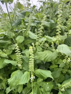 穂紫蘇６００本以上 @60サイズ箱いっぱい!!、農薬不使用 2025年最新】紫蘇の穂の人気アイテム - メルカリ