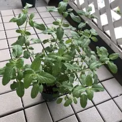 non様 リクエスト 2点 まとめ商品