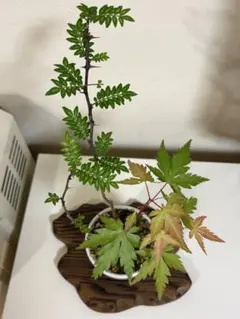 葉山椒モミジ寄せ植え　手の平盆栽　葉山椒　モミジ　寄せ植え　紅葉のサムネイル