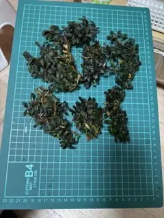 期間限定出品】Bucefalandra galaxy 群生② - メルカリ
