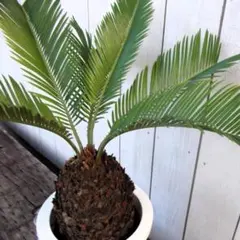 2026年最新】蘇轍の人気アイテム - メルカリ