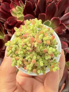 atom様 リクエスト 2点 まとめ商品