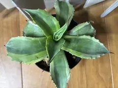 2026年最新】アガベオバティフォリアの人気アイテム - メルカリ