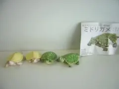 2025年最新】ネイチャー ミドリガメの人気アイテム - メルカリ