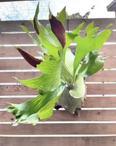 2025年最新】ヒリードラゴンの人気アイテム - メルカリ