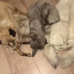 Item thumbnail for item 7254edad-f2df-44c3-9dd6-ed716f957be2