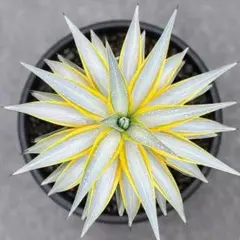 2026年最新】デスメティアーナ ブルームーンの人気アイテム - メルカリ