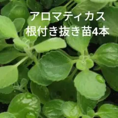 アロマティカス 根付き抜き苗4本