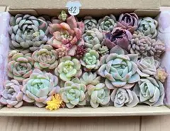 42 多肉植物　多肉弁当　詰め合わせ　寄せ植え　セット　カット苗　韓国苗　セダム