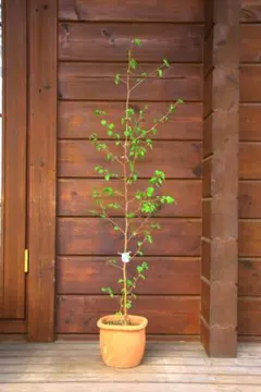 養生中-白樺の鉢植え　No.24　112cm 白樺の鉢植え No.24 樹高102cm 送料込 - メルカリ