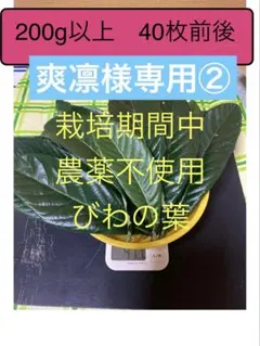 爽凛様専用② びわの葉　200gのサムネイル