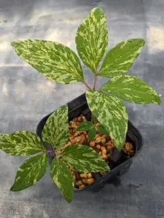 山野草　最上斑入り　ヤマシャクヤク　15ｃｍポット4個セット 山野草 最上斑入り ヤマシャクヤク 15cmポット4個セット 山