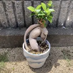 サンゴジュ(珊瑚樹)根上がり 超メルカリ市限定価格 - メルカリ