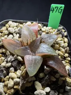 114h 多肉植物 ハオルチア スーパーコレクタ錦 自家繁殖 鉢植え発送