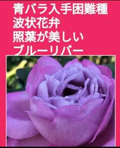 ※出品一覧もご参照　ブルーリバー　薔薇苗(バラ苗　冬挿し木用挿し穂)