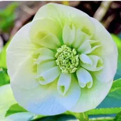 2025年最新】大木ナーセリーの人気アイテム - メルカリ