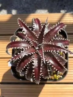 Dyckia Atomic Reactor ディッキア アトミック リアクター - メルカリ