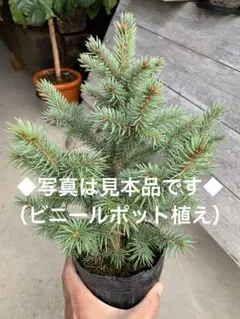 2026年最新】プンゲンストウヒの人気アイテム - メルカリ