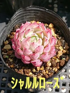 ぐう様 リクエスト 5点・宅配便発送 まとめ商品