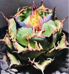 2025年最新】黒鯨 アガベの人気アイテム - メルカリ