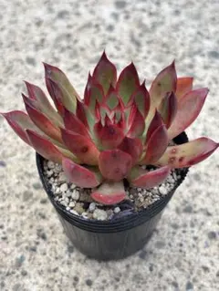 たっちゃん様 リクエスト 3点 まとめ商品