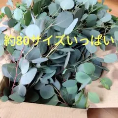☘️ユーカリ銀世界☆フレッシュリーフ☘️メルカリ便80→100サイズに