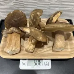 ヤマドリタケモドキ約1.6kg国産ポルチーニ京都産天然キノコ送料無料！ ヤマドリタケモドキ京都産 国産ポルチーニ天然キノコお試しに食べて