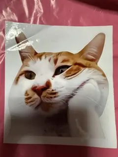 ネコ・車用・ボディステッカー・猫・ねこのサムネイル