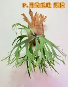 P. willinckii '月光' (月光爪哇) spore 2株 - メルカリ