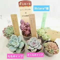 ꕤclara*様 全17苗 メルカリ便送料込のサムネイル