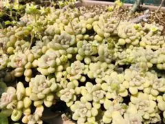 訳あり多肉植物 カット苗　10本セット　送料込み