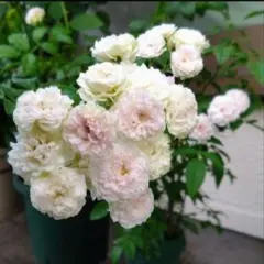 2025年最新】接ぎ木バラ苗の人気アイテム - メルカリ