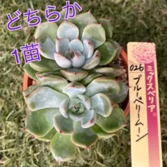 2025年最新】ブルーベリームーン 多肉の人気アイテム - メルカリ