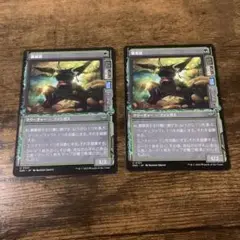 腹黒茸　2枚