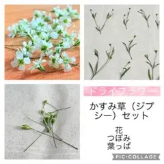 かすみ草（ジプシー）ドライフラワーセット